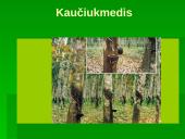 Miškai - pasaulio turtas (skaidrės) 16 puslapis