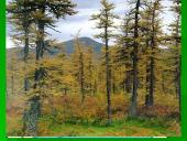 Miškai - pasaulio turtas (skaidrės) 10 puslapis