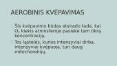 Ląstelinis kvėpavimas (skaidrės) 11 puslapis