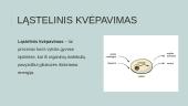 Ląstelinis kvėpavimas (skaidrės) 4 puslapis
