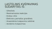 Ląstelinis kvėpavimas (skaidrės) 7 puslapis