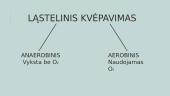 Ląstelinis kvėpavimas (skaidrės) 8 puslapis