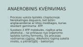 Ląstelinis kvėpavimas (skaidrės) 9 puslapis