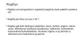 Skaidrės: rūgštys 2 puslapis