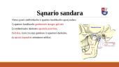 Smilkinkaulio – žandikaulio sąnario sandaros ypatumai 5 puslapis