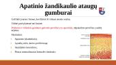 Smilkinkaulio – žandikaulio sąnario sandaros ypatumai 7 puslapis