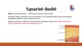 Smilkinkaulio – žandikaulio sąnario sandaros ypatumai 8 puslapis