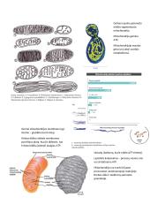 Citologija 16 puslapis