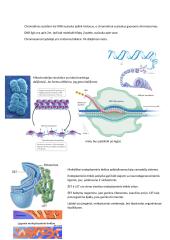 Citologija 9 puslapis