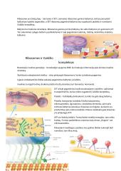 Citologija 10 puslapis