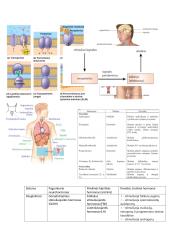 Fiziologija. Šalinimo sistema 2 puslapis
