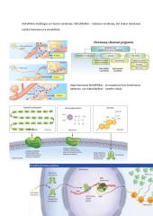 Fiziologija. Šalinimo sistema 4 puslapis