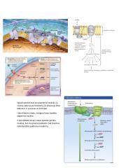 Fiziologija. Šalinimo sistema 5 puslapis