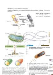 Mikrobiologija. Konspektas 2 puslapis