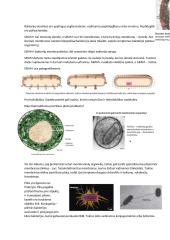 Mikrobiologija. Konspektas 3 puslapis