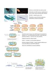Mikrobiologija. Konspektas 4 puslapis