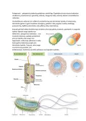 Patogenezė. Bakterijos ir virusai 2 puslapis