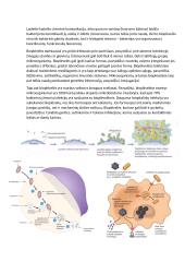 Patogenezė. Bakterijos ir virusai 3 puslapis