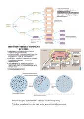 Patogenezė. Bakterijos ir virusai 4 puslapis