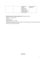 Išplėstinis užsiėmimo planas 3 puslapis