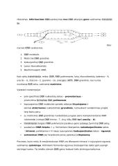 Geno veikimas ir genomas 11 puslapis