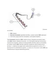 Geno veikimas ir genomas 4 puslapis