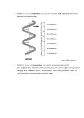 Geno veikimas ir genomas 6 puslapis