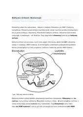 Geno veikimas ir genomas 8 puslapis