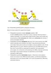 Geno veikimas ir genomas 9 puslapis