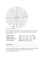 Geno veikimas ir genomas 10 puslapis