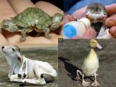 Radiacinės avarijos ir jų padariniai  9 puslapis