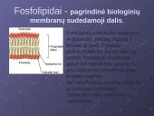 Plazminė membrana. Medžiagų pernaša 13 puslapis