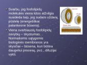 Plazminė membrana. Medžiagų pernaša 14 puslapis