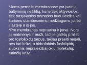 Plazminė membrana. Medžiagų pernaša 16 puslapis