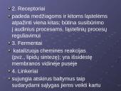 Plazminė membrana. Medžiagų pernaša 19 puslapis