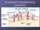 Plazminė membrana. Medžiagų pernaša 3 puslapis