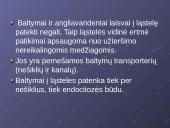 Plazminė membrana. Medžiagų pernaša 6 puslapis