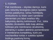 Plazminė membrana. Medžiagų pernaša 9 puslapis