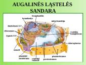 Medžiagų pernaša augaluose 2 puslapis