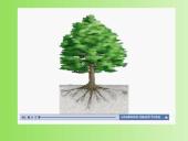 Medžiagų pernaša augaluose 14 puslapis