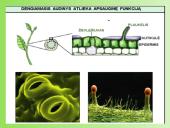 Medžiagų pernaša augaluose 17 puslapis