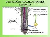 Medžiagų pernaša augaluose 19 puslapis