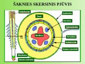 Medžiagų pernaša augaluose 20 puslapis