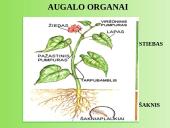 Medžiagų pernaša augaluose 4 puslapis