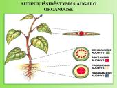 Medžiagų pernaša augaluose 5 puslapis