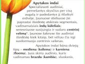 Medžiagų pernaša augaluose 6 puslapis