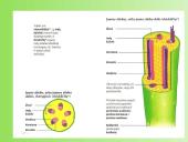 Medžiagų pernaša augaluose 8 puslapis