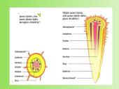 Medžiagų pernaša augaluose 9 puslapis