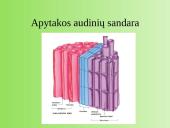 Medžiagų pernaša augaluose 10 puslapis