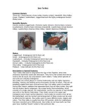 Endangered spiece: Sea turtles 2 puslapis